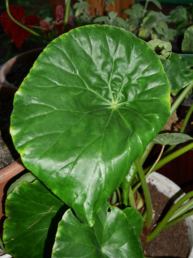 Edible Begonia Edimentals