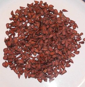 Chaenomeles cathayensis seed 