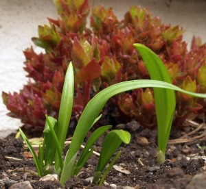 Allium_paradoxum_and Hablitzia