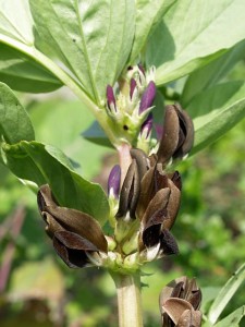 223041_10150320153020860_6761233_n