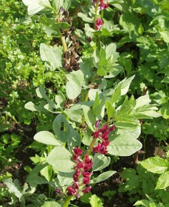 283031_10150320152875860_5444100_n