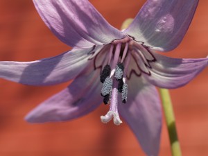 Erythronium japonicum in my garden