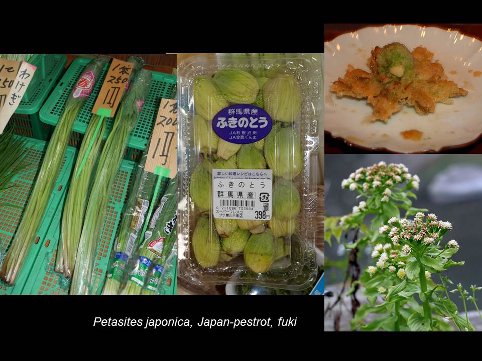 Flora Japonica Sushi Set, 6 Pieces