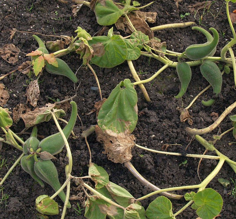 Devil's claw as an edible house plant