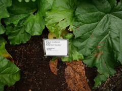 The collection of old rhubarb varieties (Rabbarbari) -- The collection of old rhubarb varieties (Rabbarbari)