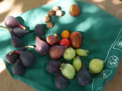 Figs, Diospyros and Zizyphus jujube "Li or Lang" -- Figs, Diospyros and Zizyphus jujube "Li or Lang"