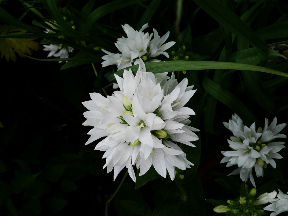 White clustered bellflower Edimentals