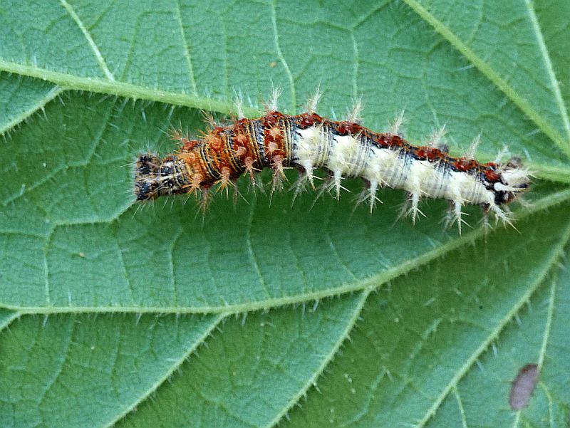 Companion Planting with Land Cress for Natural Caterpillar Control – Deep  Green Permaculture