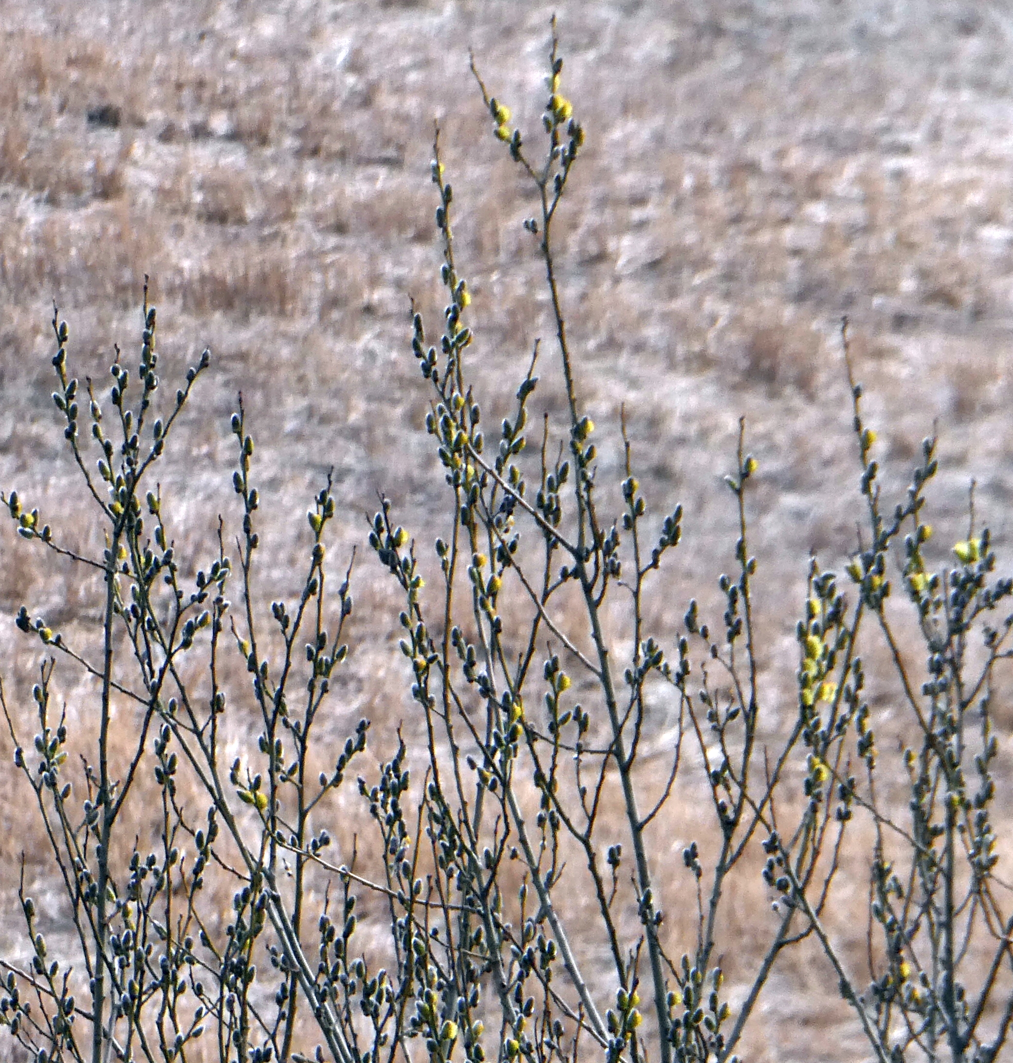 3 Tall Branches Flocked Artificial Pussy Willow Catkins Faux Twig Spring  Flowers